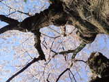5265387e.jpg